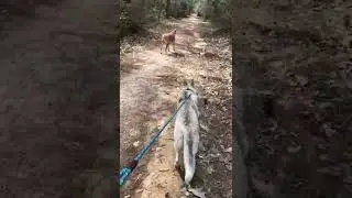 Video of adoptable pet named Petra