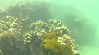 ReefNation Project Reef Report: PuntaCana Snorkel