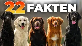 22 Fakten über Hunde, die Sie GARANTIERT noch nicht kennen