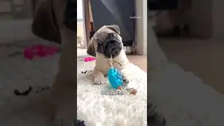 Please be aware of the three developmental stages of a puppy 😬🦖 #pug #dog #puppy