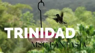 MSC Fantasia - Exploring Trinidad - Hummingbirds at Asa Wright Centre [Caribbean Cruise Vlog #6]