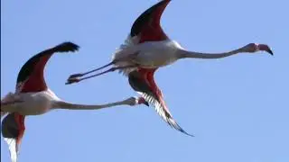 La natura nel Delta del Po di Volano