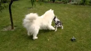 Black&white tango