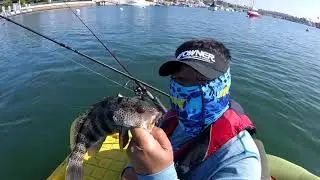 Another White Sea Bass and Spotty Day at Newport Beach Harbor