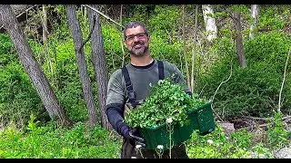 How To Forage The Outdoors For Wild Food/Greens in New Jersey