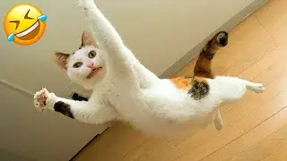 Funny cats Animal videos😸 funny cats 🤣#catswild