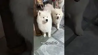 Kafe dengan Pelayan Anjing-anjing Lucu di Korea #faktaunik #faktadunia #faktamenarik #fakta