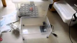 Aménagement boite de rack pour geckos léopards !