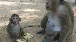 Siem Reap 2022 - Bayon Temple - The monkey temple