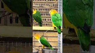 White bellied parrot - aviary bird exhibition