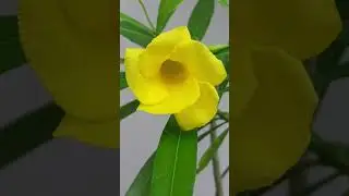 yellow kaner|| Oleander flowers care and fertilizer|कनेर का फूल देखभाल और फर्टिलाइजर|my new garden