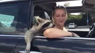Szop Zenek i jazda samochodem :)
