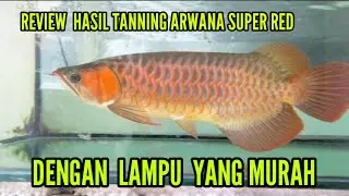 REVIEW TANNING ARWANA SUPER RED DENGAN LAMPU TANNING YANG MURAH