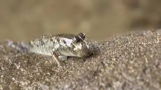 NHK VIDEO BANK - Barred mudskipper