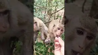 Little monkeys very smart #animal #monkey #pets #Funny #monkeys2024 #animals2024 #funnyanimals