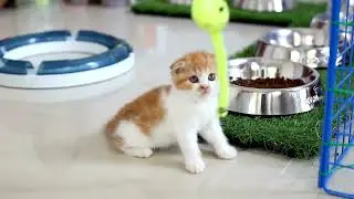 catcuteness vids