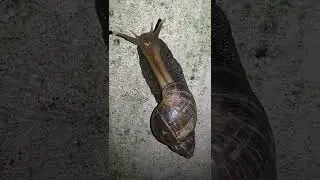 #AFRICAN#Snail can be demolished by pouring salt over it👆#Quick#Remedial#Tips👆