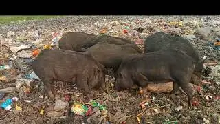 Discover the Beauty of Black Pig Farms  ,animal videos,wild pigs, animal farm
