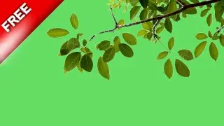 tree branch moving green screen | leaves animation green screen | green screen leaves flying