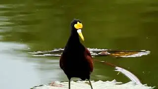 Northern Jacana Hatching Chick IN THE WILD!