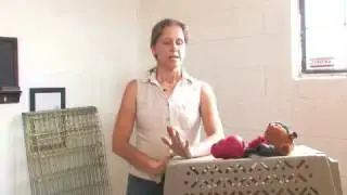 How to Get a Dog Used to Plane Trips in a Crate