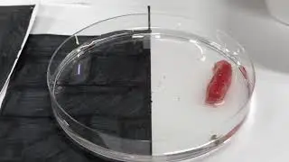 Planaria Light Exposure Experiment