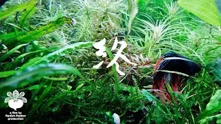 さよならベタ（ｱｸｱﾘｳﾑ, 熱帯魚）