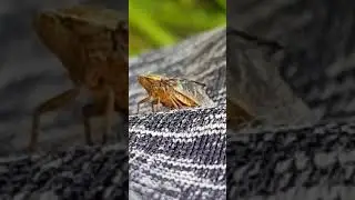 First you see me. Now you don't! Froghopper. 😁
