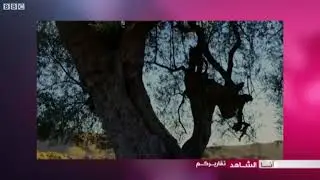 أنا الشاهد: كيف تغرس أشجار الزيتون في المناطق الجبلية بتونس