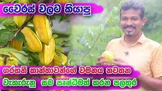 ඕනෙම පලතුරු ගහක ගෙඩි මවන්න ආතතිය stress වැඩිකර සිටවමු