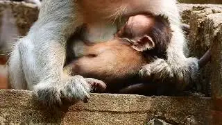 So sweet baby falling drunk milk mama till sleep well. Info monkeys