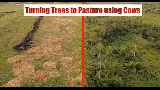 Turning Trees to pasture by Intensive Feeding and Grazing