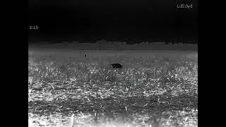 Oneleaf Mars MT1000 50mm hog hunting footage