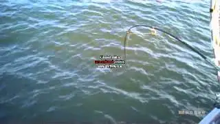 daves pb river snapper, fish on!