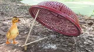 Best Duck Trap | Easy Wild Duck Trap Using Basket