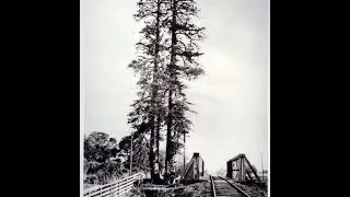 City Beat History Corner: El Palo Alto