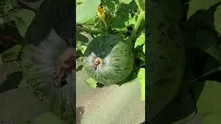 Down the Plot;?Pumpkins looking Good 👍 #6902.