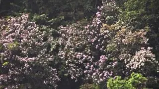 陽明山國家公園_杜鵑花