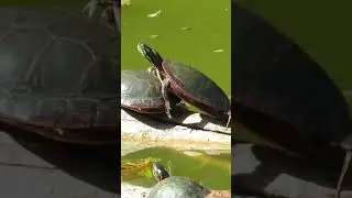 Turtles in the sun 🐢