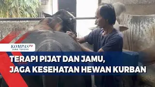 Terapi Pijat dan Jamu, Jaga Kesehatan Hewan Kurban