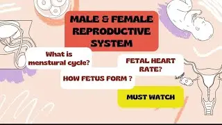 Reproductive System Explained ♀️♂️ | Male & Female Organs, Menstrual Cycle & Fetal Heart Sound