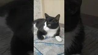 #умныеслова #видосыоткота #catvideos #прокотов #факты