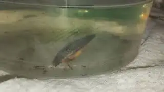 Cybister lateralimarginalis diving beetle swimming.