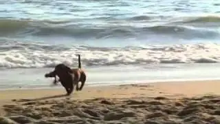 Kong Wubba