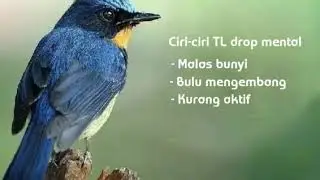 Terapi Mengembalikan Mental Tledekan TL