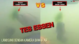 TES ESSEN Dengan Kamera Bawah Air : Essen Cabe vs Essen Daun Sirih