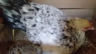 Hen laying an egg |Doss farms #egg #dossfarm