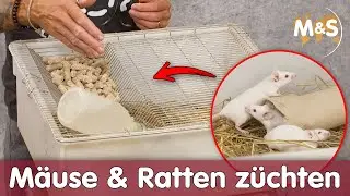 Mäuse und Ratten daheim ZÜCHTEN? | lohnt sich das? | Reptil TV