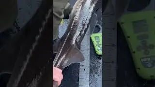 keeper-sized sturgeon🐟🐟🐟