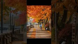 Foto Musim Gugur cuma modal kamera HP #smartphone #vivoindonesia #potrait #autumn #views